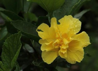 ​妩媚香艳的芙蓉花