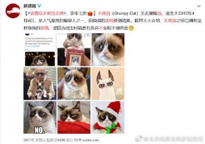 ​哭！表情包不爽猫去世，享年7岁 网友：去找斯坦李爷爷了吗