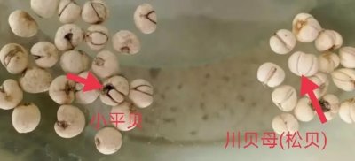 ​两大特点让你轻松鉴别松贝和小平贝母