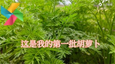 ​胡萝卜种植时间有技巧。