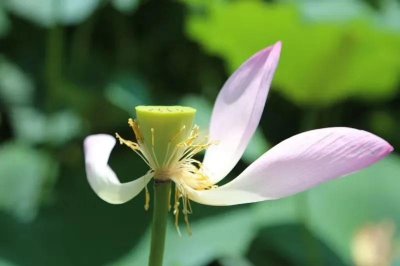 ​宋朝的那些女人们（三）最香艳的女人——花蕊夫人