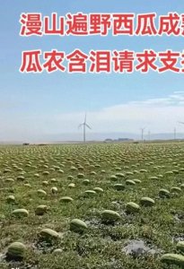 ​宁夏西瓜事件后续：市场监管局出手，西瓜风波快速平息！