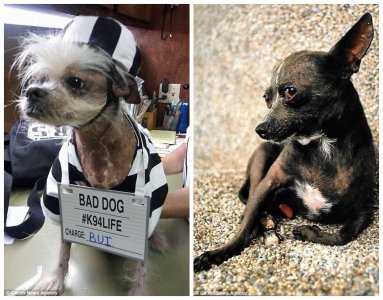 ​不忍直视！他们竟然是世界上长相最丑的狗狗