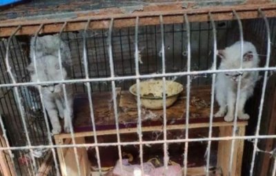 ​“后院猫”是什么意思_最可怕的果然还是人心啊！