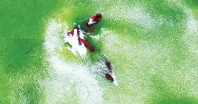​柿子里的虫子是什么虫,柿子上的白色虫子是胭脂虫是棉蚧吗