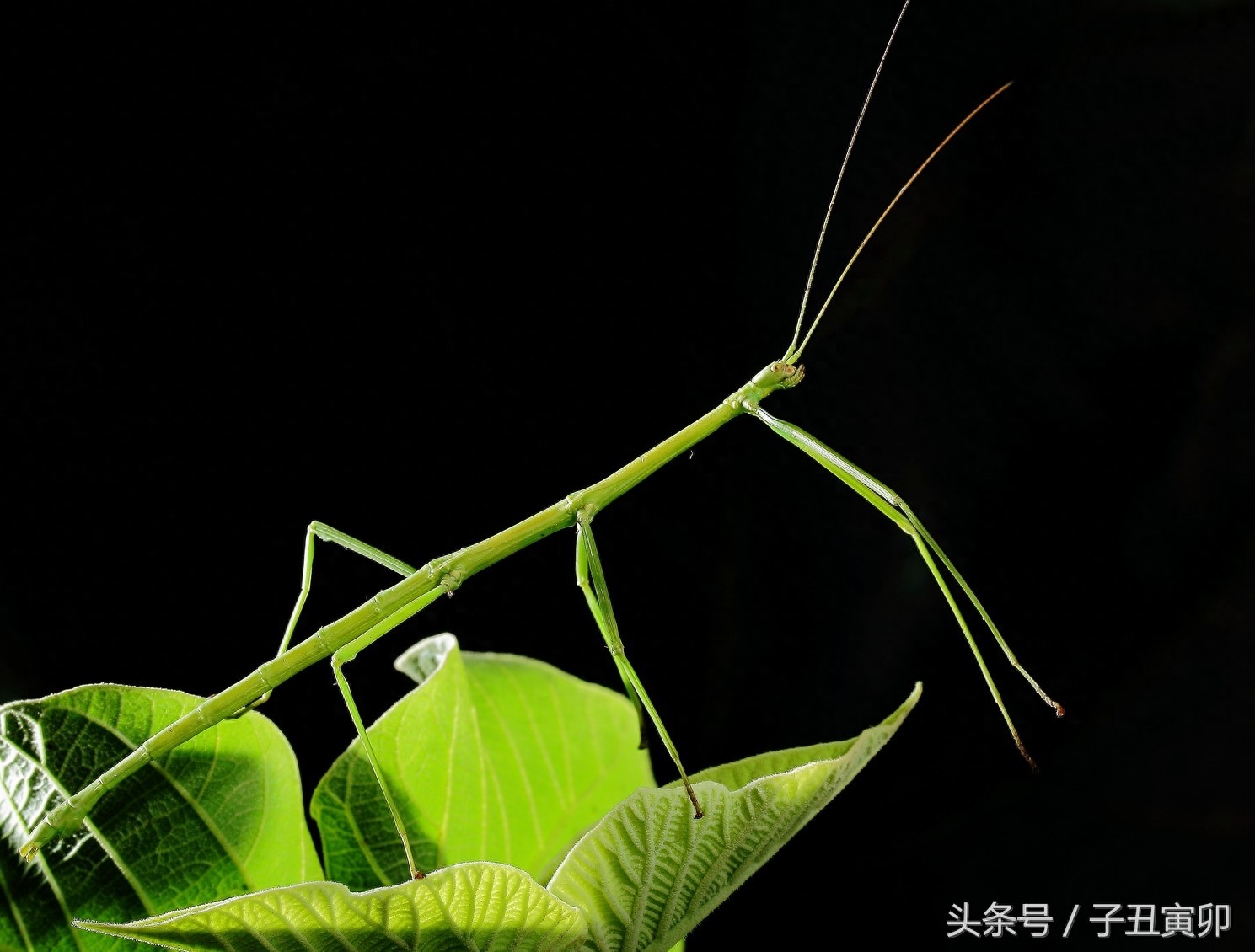 昆虫图集：竹节虫