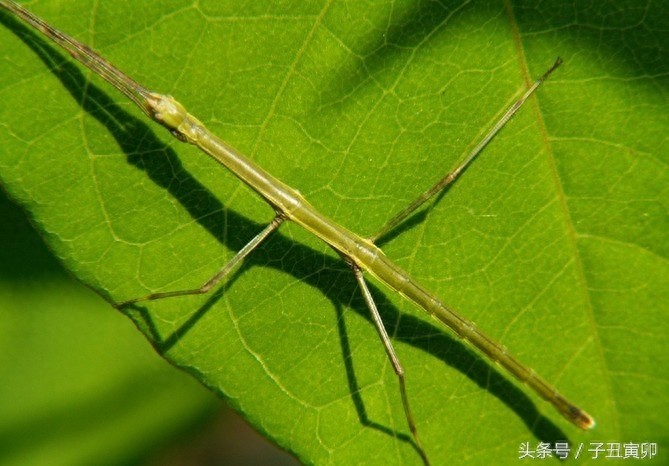 昆虫图集：竹节虫