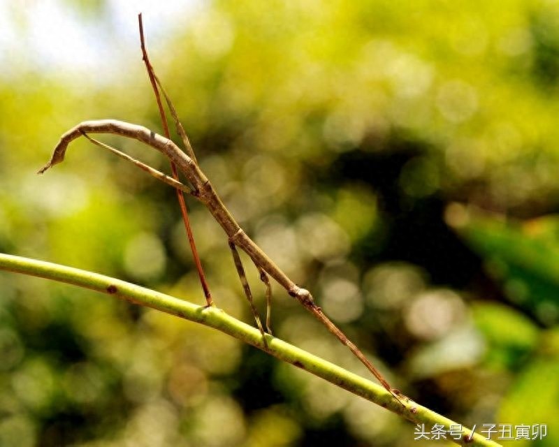 昆虫图集：竹节虫