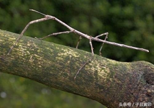 昆虫图集：竹节虫