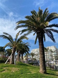 ​蔚蓝海岸-尼斯