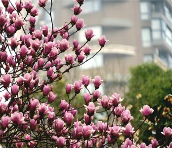 ​风动暗香浓！长沙月湖公园玉兰盛放