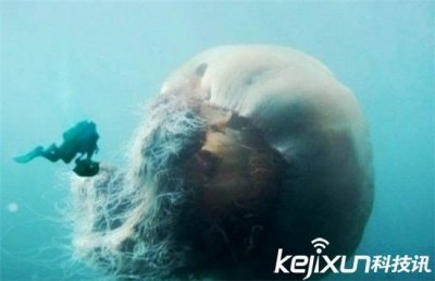 ​千年成妖动物：大到惊爆眼球 一个比一个恐怖