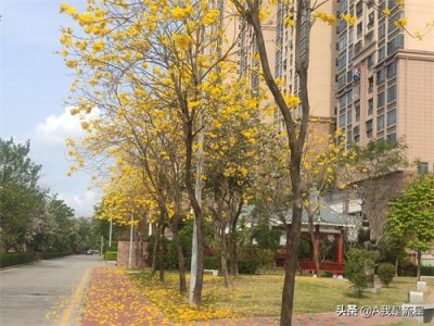 ​深圳改革历史