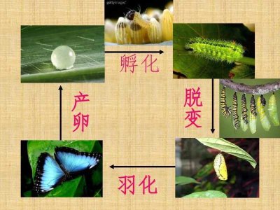 ​毛毛虫变蝴蝶(毛毛虫变蝴蝶需要多少天?)