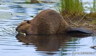 ​享有“枫叶之国”美誉的加拿大，它们的国宝是什么动物?