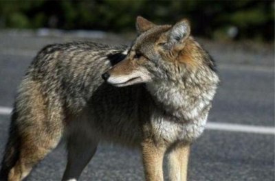 ​中国历史上的“狼顾之相”非“司马懿”一人