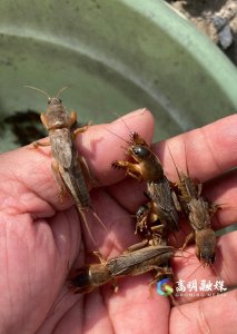 ​这种害虫是美食，“土狗”成了稀罕货，卖100元／斤