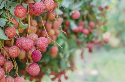 ​lychee（荔枝）——英语与中国烹饪的历史交集