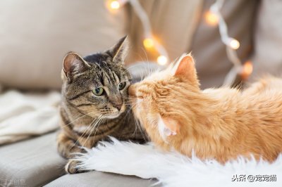 ​两只猫怎么相处？做好初期准备才不容易发生矛盾