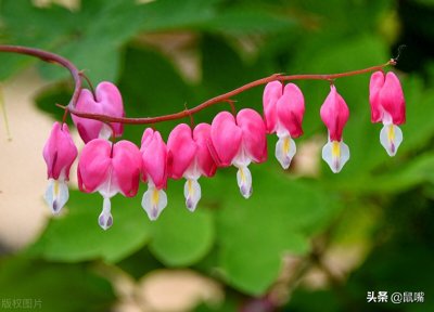 ​《荀子》原文 译文（十四）
