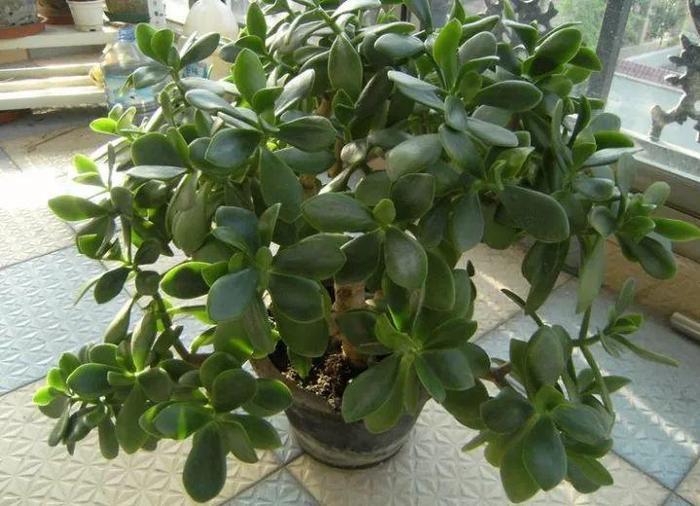 长寿花和玉树合体,开出5种颜色的花,太惊艳了!