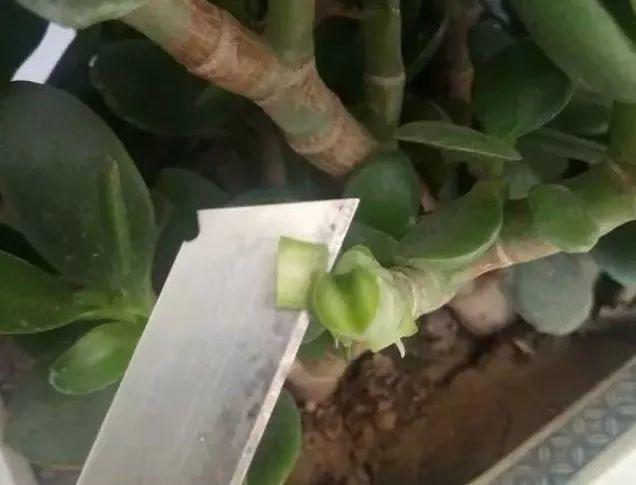 长寿花和玉树合体,开出5种颜色的花,太惊艳了!