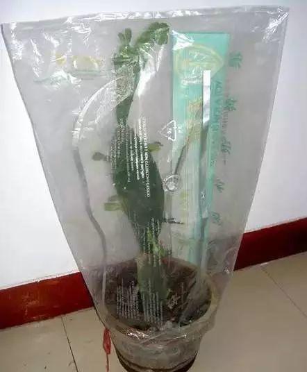 长寿花和玉树合体,开出5种颜色的花,太惊艳了!