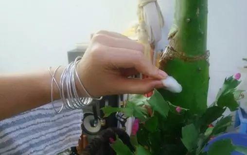 长寿花和玉树合体,开出5种颜色的花,太惊艳了!