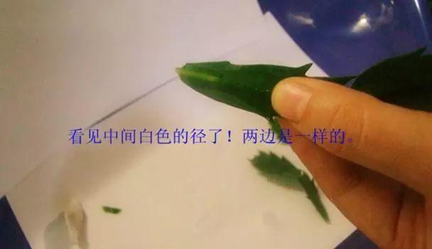 长寿花和玉树合体,开出5种颜色的花,太惊艳了!