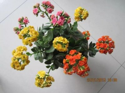 ​长寿花和玉树合体，开出5种颜色的花，太惊艳了！