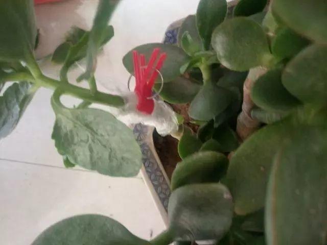 长寿花和玉树合体,开出5种颜色的花,太惊艳了!