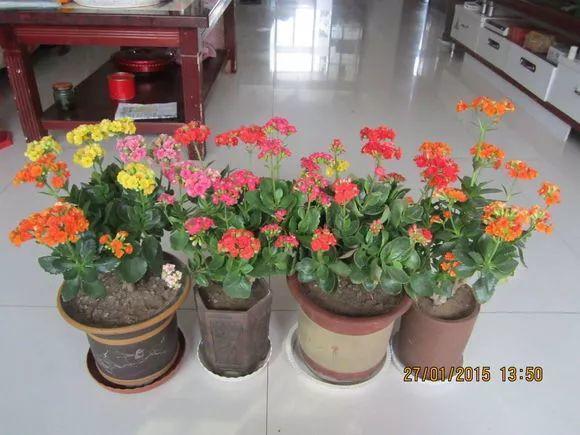 长寿花和玉树合体,开出5种颜色的花,太惊艳了!