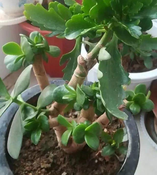 长寿花和玉树合体,开出5种颜色的花,太惊艳了!