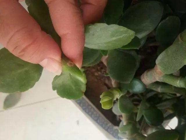 长寿花和玉树合体,开出5种颜色的花,太惊艳了!