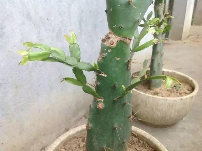 长寿花和玉树合体,开出5种颜色的花,太惊艳了!