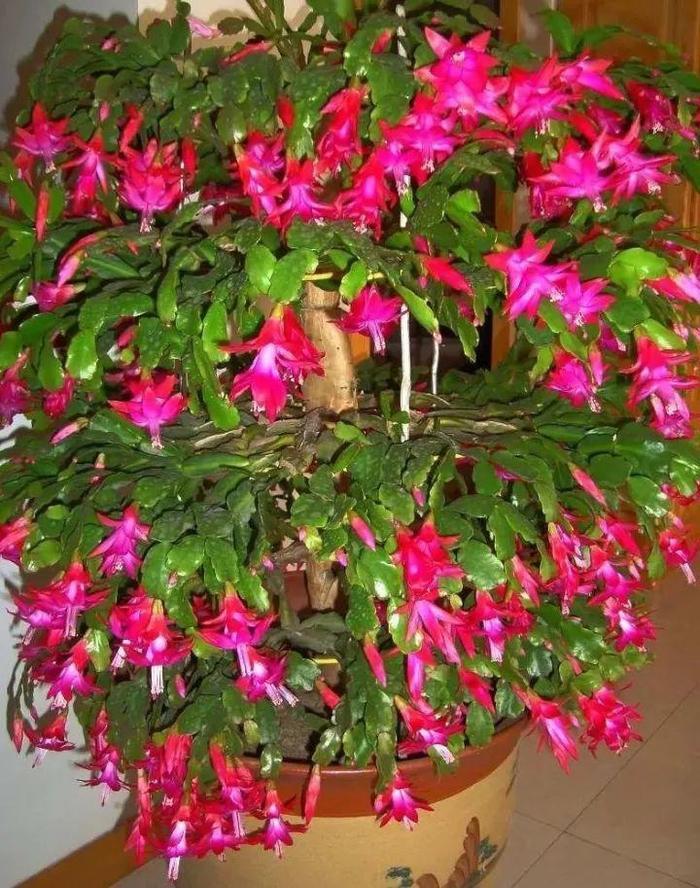 长寿花和玉树合体,开出5种颜色的花,太惊艳了!