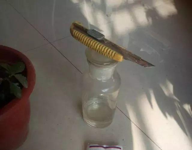 长寿花和玉树合体,开出5种颜色的花,太惊艳了!