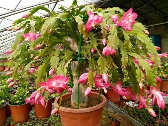 长寿花和玉树合体,开出5种颜色的花,太惊艳了!