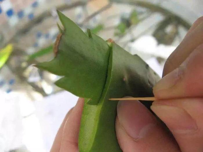 长寿花和玉树合体,开出5种颜色的花,太惊艳了!