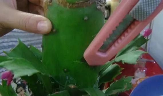 长寿花和玉树合体,开出5种颜色的花,太惊艳了!