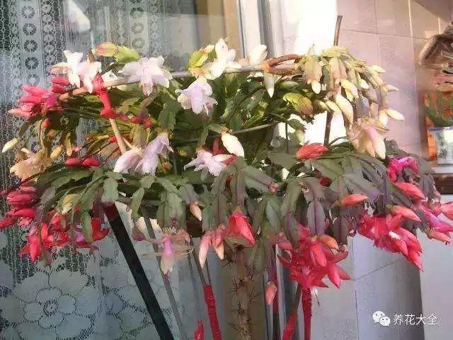 长寿花和玉树合体,开出5种颜色的花,太惊艳了!