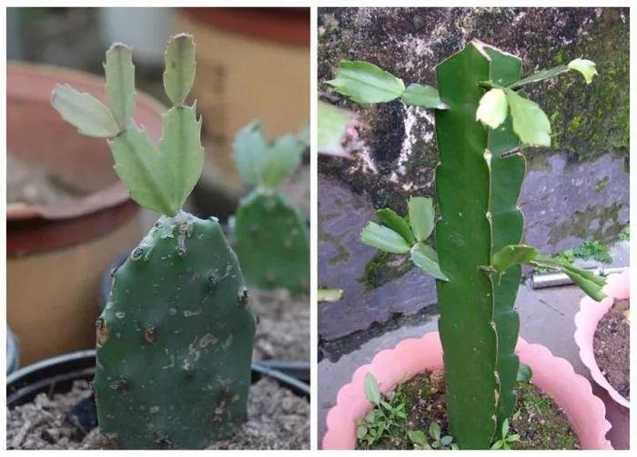 长寿花和玉树合体,开出5种颜色的花,太惊艳了!