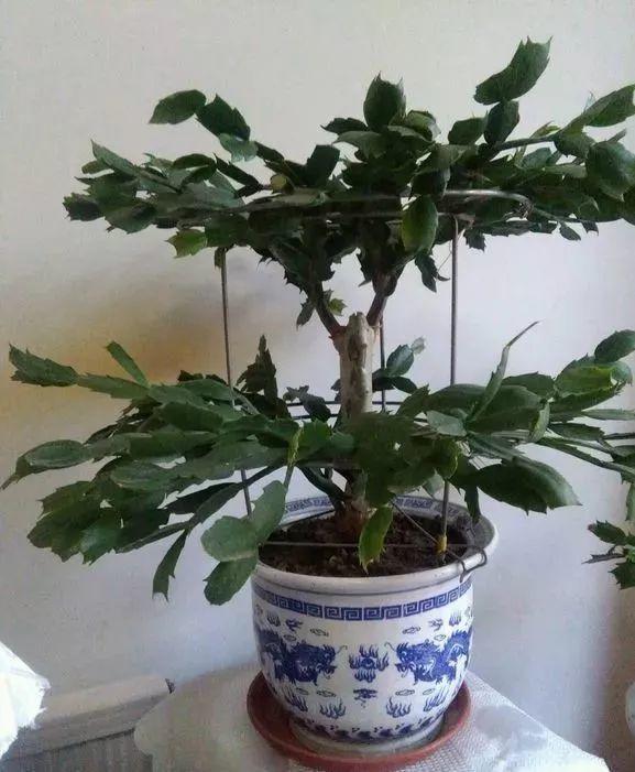 长寿花和玉树合体,开出5种颜色的花,太惊艳了!