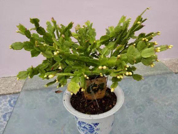 长寿花和玉树合体,开出5种颜色的花,太惊艳了!