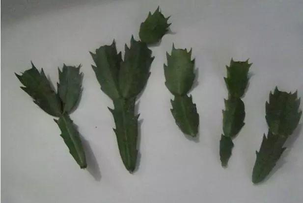 长寿花和玉树合体,开出5种颜色的花,太惊艳了!