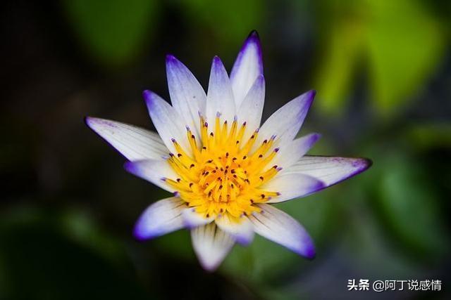 亦舒经典语录30句（作家亦舒的经典语录）(6)