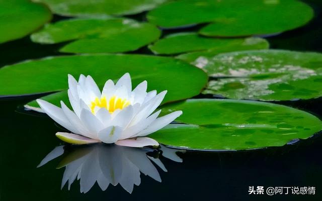 亦舒经典语录30句（作家亦舒的经典语录）(7)