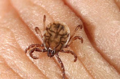 贾斯汀比伯和艾薇儿谁更火(艾薇儿退出乐坛)(6)