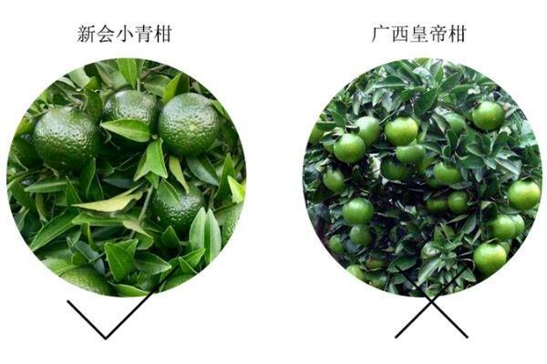 如何区分小青柑产区 柑果产区和普洱产区怎么区分 如何区分小青柑产区 柑果产区和普洱产区怎么区分