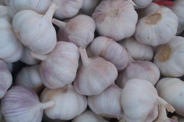 大蒜能减肥吗 大蒜减肥方法 大蒜能减肥吗 大蒜减肥方法